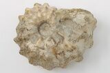 Cretaceous Fossil Ammonite (Acanthoceras) - Texas #198226-1